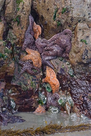 Seestern Pisaster ochraceus Ochre Sea Star Grne Riesenanemone Anthopleura xanthogrammica Giant Green Anemone